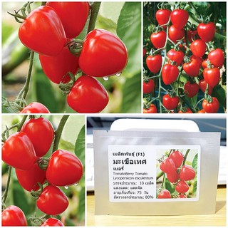 เมล็ดพันธุ์ มะเขือเทศเบอรี่ (TomatoBerry Tomato F1 Seed) บรรจุ 10 เมล็ด คุณภาพดี ของแท้ 100%