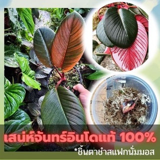 ชิ้นตาต้นเสน่ห์จันทร์สายพันธุ์นำเข้าจากอินโดแท้ 100% สายพันธุ์ไม้หายาก ใบสวยจัดๆ คัดข้อตาชัด พร้อมส่ง