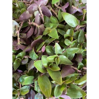 🍃หญ้าไผ่น้ำพร้อมส่ง🍃 ตัดยอดสด ติดราก ปลอดสารเคมี นำไปต้มดื่มได้ทันที