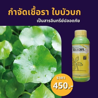 ใบบัวบก ใบไหม้ โคนเน่า กำจัดโรคใบบัวบก จากเชื้อราต่างๆ ปลอดสารพิษ ไอเอส และ FK-T(ใช้ได้ทุกพืช)โดย FK