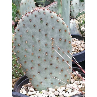 Opuntia Barsilaris Bevertail หางบีเวอร์ชำมีรากแล้ว