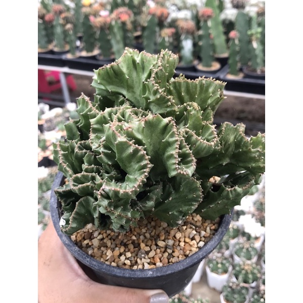 ยูโฟเบีย แลคเทีย หยกนำโชค กำแพงเมืองจีน ไม้มงคล Euphorbia Lactea