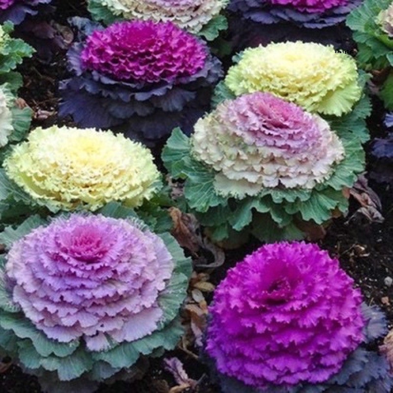 เมล็ดพันธุ์ ปูเล่ประดับคละสี (Osaka Series Mix Ornamental Cabbage Seed