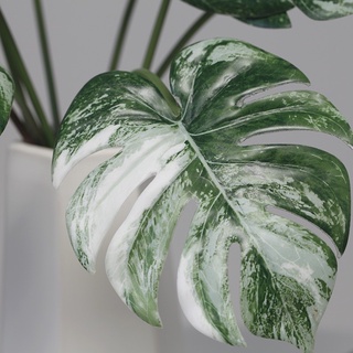 ไม้ด่าง มอนสเตอร่า Monstera ต้นไม้ปลอม วัสดุพิมพ์3D ต้นไม้พลาสติค