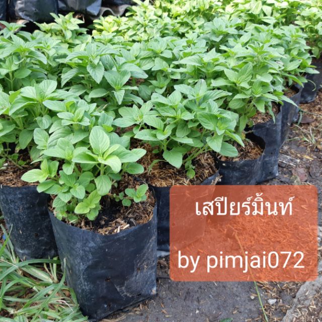เสปียร์มิ้นท์ กลิ่นหอมมาก เด็ดยอดทานได้ทั้งปี