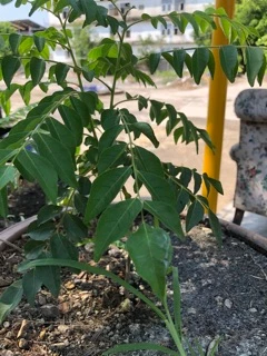 ใบcurry leaves เคอร์รี่ลีฟ พร้อมส่ง ใบแกง ใบหมุย ใบกะหรี่ ใบหอมแขก พร้อมส่งจากไทย