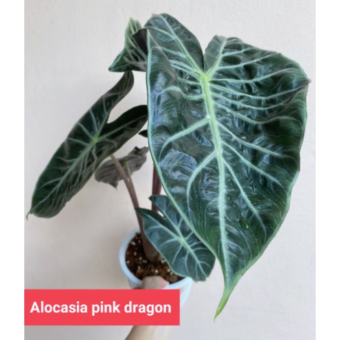 Alocasia pink dragon อโลคาเซียพิังค์ดราก้อน