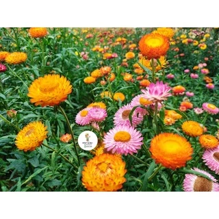 เมล็ดพันธุ์ ดอกกระดาษ คละสี 300เมล็ด (straw flower 300seed)