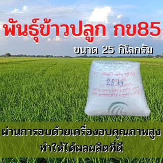 พันธุ์ข้าวปลูก กข85 เมล็ดพันธุ์ ข้าวปลูก กข85 เมล็ดพันธุ์ข้าว พันธุ์ข้าว กข.85 ให้ผลผลิตดี (25 กิโล)