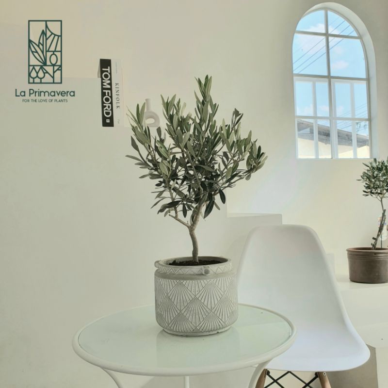 ต้นมะกอกโอลีฟ 40cm ปลูกและนำเข้าจากอิตาลี สายพันธุ์ Leccino ***มีสินค้าในสต๊อก สั่งได้เลย*** OLEA EUROPAEA Leccino 🌿
