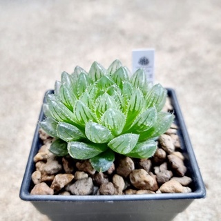 พร้อมส่ง!!ฮาโวเทีย Haworthia obtusa hybridEmerald cloud จัดส่งแบบล้างราก