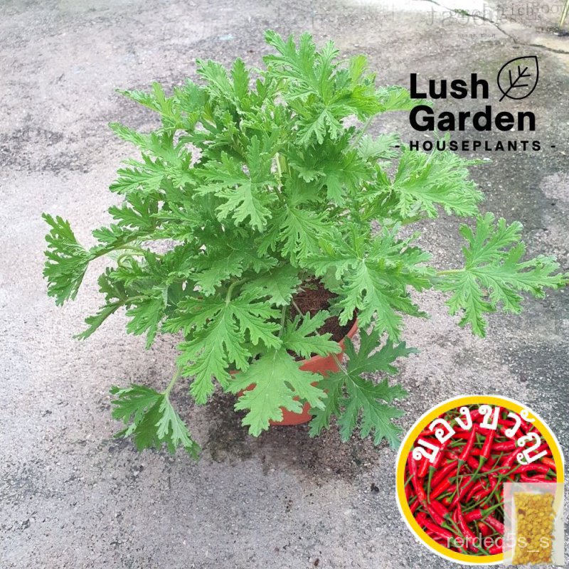 Mosquito Repellant Plant Pokok Halau Nyamuk Pelargonium Citrosum 驱蚊树