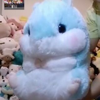 หนูอมูสสีฟ้าน่ารักซื้อจากไลฟ์