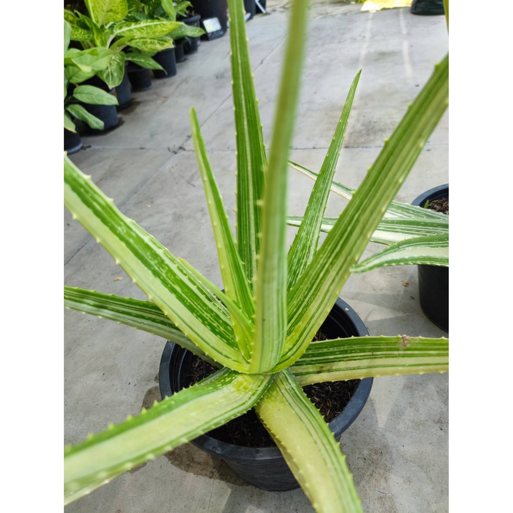 หายาก!! ว่านหางจระเข้ด่าง (Aloe vera var. variegata) ต้นใหญ่ขนาด 30cm.ขึ้นไป