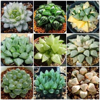 HOT❗ เมล็ดไม้อวบน้ำ "ฮาโวเทีย" (Hawothia) 🌱หลายสายพันธุ์