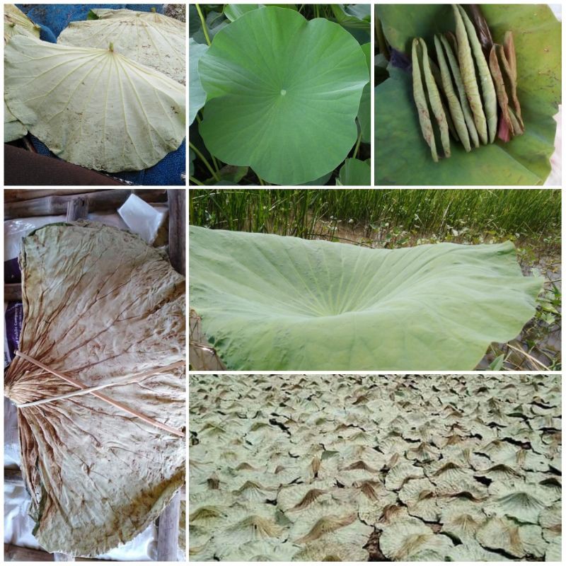 ใบบัวสดออแกนิกสดสะอาดปลอดภัยใบละ2-5บาท​ขั้นต่ำ30ใบ