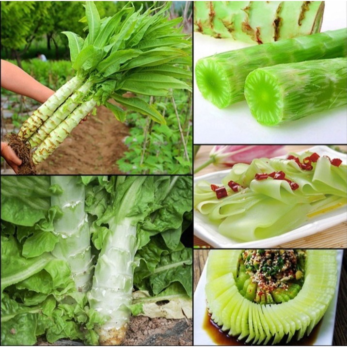 เมล็ดพันธุ์ โอซุ่น Asparagus Lettuce Seeds Stem Lettuce Seeds for