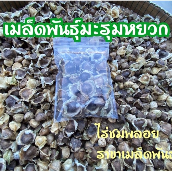 เมล็ดพันธุ์มะรุมหยวก ต้นเตี้ย ทรงพุ่ม ฝักใหญ่ เนื้อในไม่แข็ง 25 เมล็ด