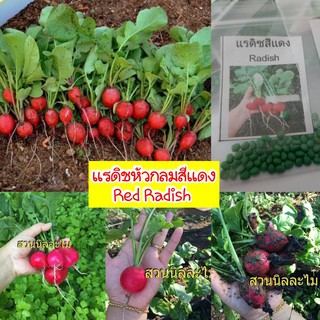 เมล็ดพันธุ์แรดิชสีแดง 40 เมล็ด (มีบริการเก็บเงินปลายทาง)