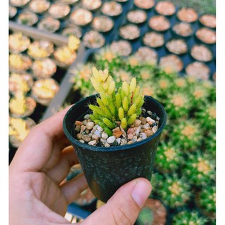 ☘️ต้นหนวดจิ๋ว Trichodiadema bulbosu พืชอวบน้ำ Succulent Cactus