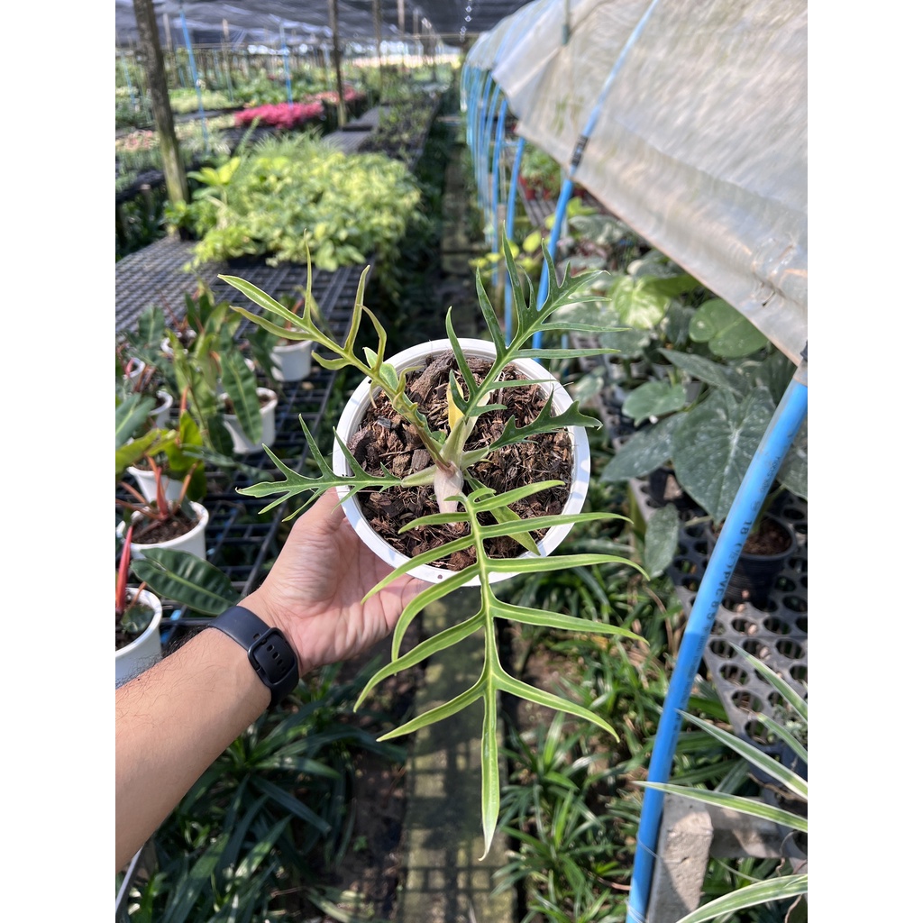 มุมมอง 2