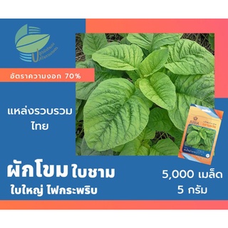 ผักโขมใบชาม (White Amaranth)