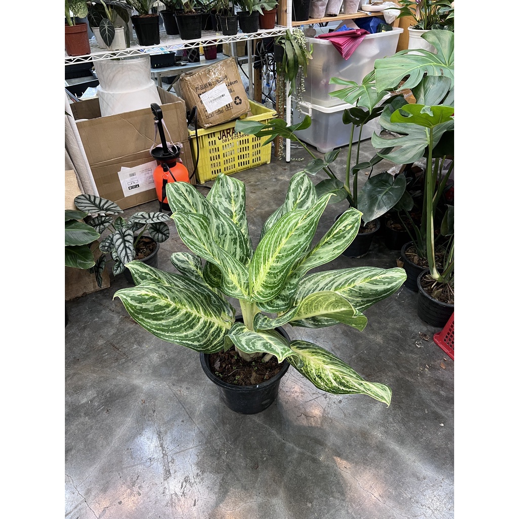 มุมมอง 2