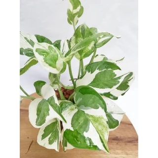พลูงาช้า🌱เหมาะสำหรับเลี้ยงในห้องน้ำ ไม้ฟอกอากาศ พลูด่างอินเดีย ต้นไม้ฟอกอากาศ ต้นไม้ในห้องนอน ต้นไม้บนโต๊ะทํางาน