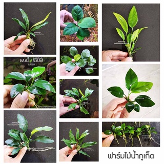 เซ็ท “รวมอนูเบียส” – ANUBIAS SET