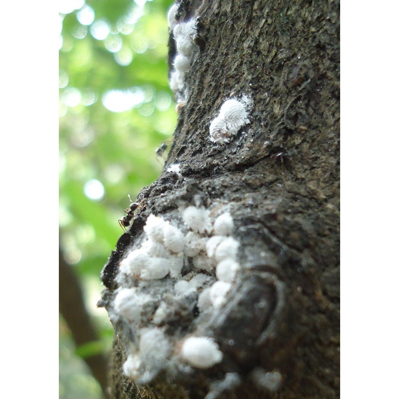 เชื้อราบิวเวอร์เรีย500กรัม - รูปที่ 2