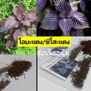 เมล็ดพันธุ์ใบโอบะ/ชิโสะสีแดงประมาณ100เมล็ด(มีบริการเก็บเงินปลายทาง)