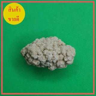 พระธาตุสีวลี ขนาดเหรียญบาท