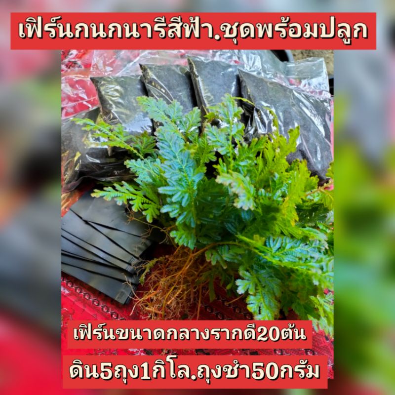 เฟิร์นกนกนารีสีฟ้า.ชุดพร้อมดินปลูกสูตรเฉพาะ.คัดพิเศษ.ต้นขนาดกลางรากดี.