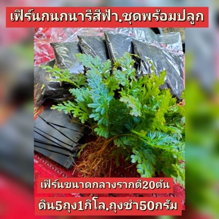 เฟิร์นกนกนารีสีฟ้า.ชุดพร้อมดินปลูกสูตรเฉพาะ.คัดพิเศษ.ต้นขนาดกลางรากดี.