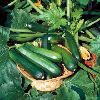 เมล็ดพันธุ์ ซูกินี แบล็คบิวตี้ Black Beauty Zucchini Squash Seed 25 เมล็ด คุณภาพดี ของแท้ 100%