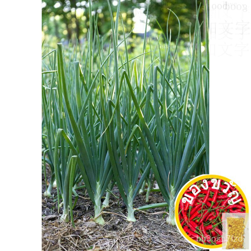20pcs Scallion Green Onion Seeds USA Asian Chinese Vegetable Bunching