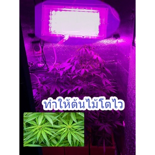 ไฟปลูกต้นไม้ spotlight ทำให้โตไว 2-3 เท่า ประหยัดไฟ 220v ไฟบ้าน 50W ปลูกพืช ไฟสว่าง แสงสีชมพู