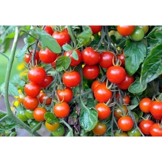 45 เมล็ด มะเขือเทศเชอรี่ลูกใหญ่ Large Red Cherry Tomato