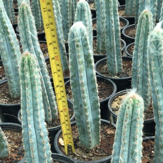 แคคตัสสีฟ้า : Pilosocereus Pachycladus