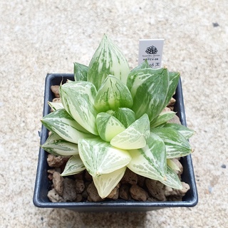 พร้อมส่ง!!ฮาโวเทีย Haworthia hybrid variegated Syoukin จัดส่งแบบล้างราก