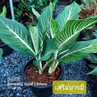 โกลนีมา เสริมบารมี,Chinese Evergreen