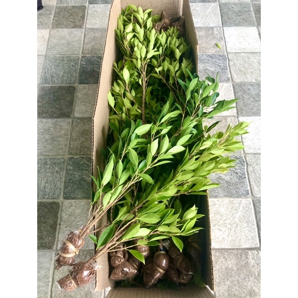 ไทรเกาหลี[พร้อมส่ง]สูง35-50ซม.(ชุด10ต้น+แถมฟรี)ปลูกได้ทันที