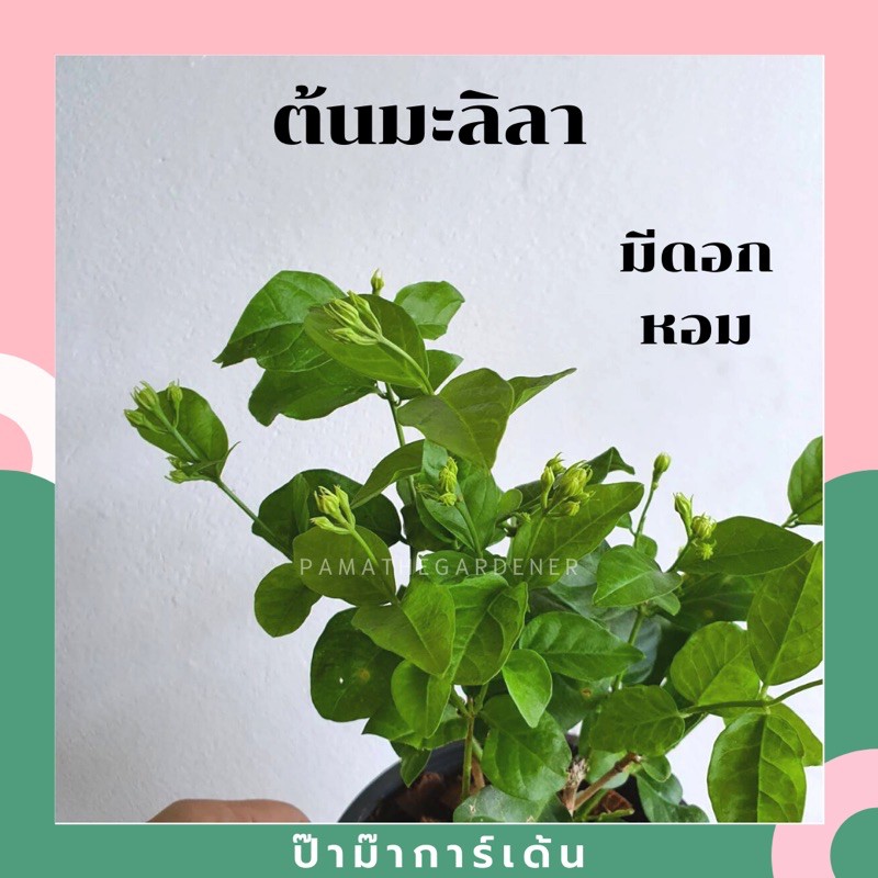 มุมมอง 2