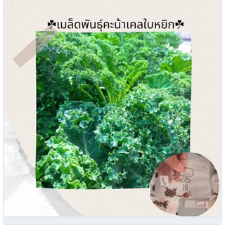 🌱เมล็ดพันธุ์คะน้าเคลใบหยิก จำนวน 50 เมล็ด