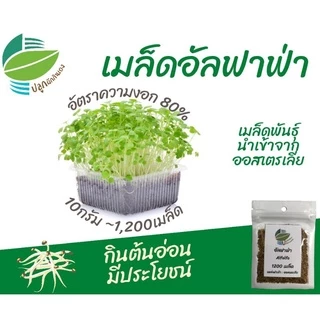 เมล็ดต้นอ่อน อัลฟาฟ่า ~1,200 เมล็ด