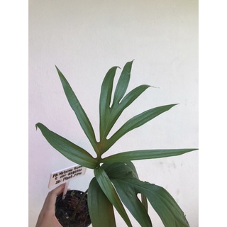 ✅ โล๊ะ - Amydrium Medium -