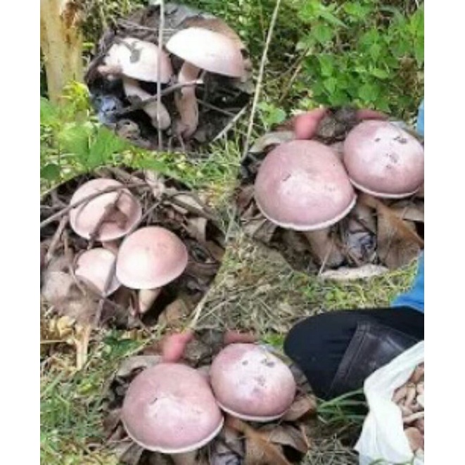 เชื้อเห็ดผึ้งขม...หรือเห็ดยูคา เห็ดสะเม็ด