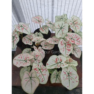 🇹🇭พร้อมส่ง🇹🇭 Caladium Strawberry Star บอนสี สายหวานห้ามพลาด สวยหวานมาก ไม้สะสม ไม้ฟอกอากาศ