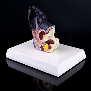 ONE  Dog Ear Lesion Animal Anatomical Model Veterinary Science Aids Teaching Research Aid Teaching Dog Canine Aid Teachi