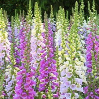 เมล็ดพันธุ์ ดอกถุงมือจิ้งจอก คละสี (Mixed Foxglove Flower) บรรจุ 1000 เมล็ด ดอกสวย ก้านช่อดอกยาว